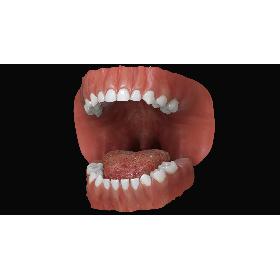 Primary Mouth
